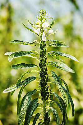 포토 JPG 주간 식물 밭 한국 근접촬영 사람없음 야외 아웃포커스 전라남도 깨 구례 깨꽃 참깨 국내포토 자연요소 꽃 아시아 뷰포인트 농업 식재료 촬영기법 조미료 전라도 파일형식