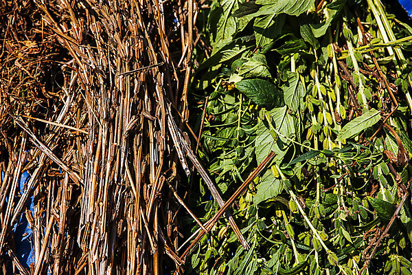 포토 JPG 주간 식물 밭 한국 사람없음 야외 전라남도 깨 구례 참깨 국내포토 자연요소 아시아 농업 식재료 조미료 전라도 파일형식