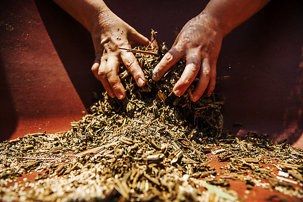 포토 JPG 주간 식물 손 밭 한국 야외 신체부위 전라남도 깨 구례 참깨 국내포토 자연요소 아시아 농업 식재료 사람 조미료 전라도 파일형식