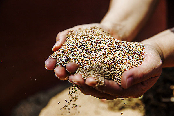 포토 JPG 주간 식물 손 밭 한국 들기 근접촬영 야외 신체부위 전라남도 깨 구례 참깨 국내포토 자연요소 아시아 뷰포인트 농업 식재료 모션 사람 조미료 전라도 파일형식