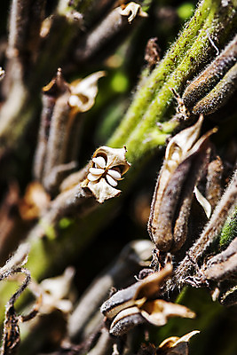 포토 JPG 주간 식물 밭 한국 근접촬영 사람없음 야외 아웃포커스 전라남도 깨 구례 참깨 국내포토 자연요소 아시아 뷰포인트 농업 식재료 촬영기법 조미료 전라도 파일형식