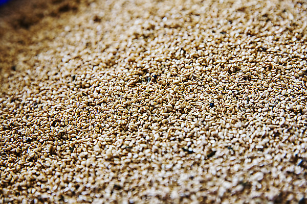 포토 JPG 주간 식물 밭 한국 근접촬영 사람없음 야외 전라남도 깨 구례 참깨 국내포토 자연요소 아시아 뷰포인트 농업 식재료 조미료 전라도 파일형식