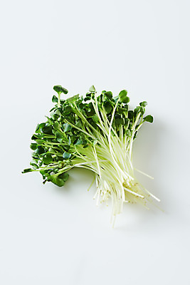 포토 JPG 스튜디오촬영 접시 채소 식재료 실내 사람없음 하이앵글 흰배경 무순 플랫레이 국내포토 식기 뷰포인트 백그라운드 내부 흰색 플랫 새싹채소 파일형식