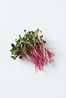 포토 JPG 스튜디오촬영 접시 채소 식재료 실내 사람없음 하이앵글 흰배경 무순 플랫레이 국내포토 식기 뷰포인트 백그라운드 내부 흰색 플랫 새싹채소 파일형식