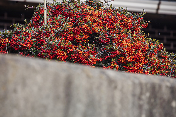 포토 JPG 주간 나무 열매 여행 겨울 자연 한국 풍경 사람없음 야외 관광지 시골 전라남도 국내여행 장흥 국내포토 자연요소 식물 계절 아시아 전라도 경상북도 생태계 파일형식