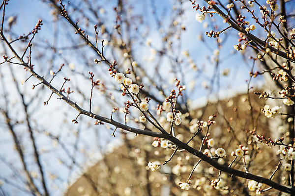포토 JPG 주간 나무 꽃 여행 겨울 자연 한국 풍경 사람없음 야외 관광지 시골 전라남도 매화 국내여행 장흥 국내포토 자연요소 식물 계절 아시아 전라도 경상북도 생태계 파일형식