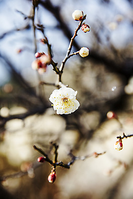 포토 JPG 주간 나무 꽃 여행 겨울 자연 한국 풍경 사람없음 야외 관광지 시골 전라남도 꽃봉오리 매화 국내여행 장흥 국내포토 자연요소 식물 계절 아시아 전라도 경상북도 생태계 파일형식
