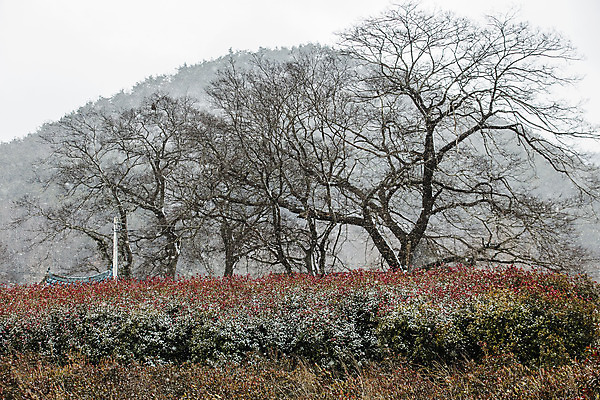 포토 JPG 주간 나무 여행 겨울 자연 산 한국 풍경 사람없음 야외 관광지 시골 전라남도 국내여행 장흥 국내포토 자연요소 식물 계절 아시아 전라도 경상북도 생태계 파일형식