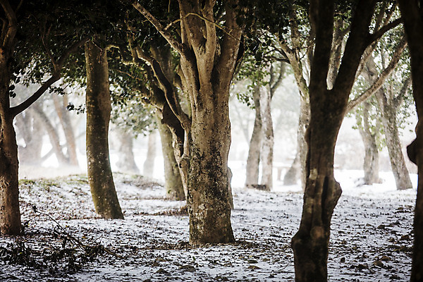 포토 JPG 주간 나무 여행 겨울 자연 한국 풍경 사람없음 야외 관광지 시골 전라남도 동백 국내여행 눈내림 장흥 국내포토 자연요소 식물 계절 꽃 아시아 눈_날씨 전라도 경상북도 생태계 파일형식