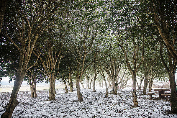 포토 JPG 주간 나무 여행 겨울 자연 한국 풍경 사람없음 야외 관광지 시골 전라남도 동백 국내여행 눈내림 장흥 국내포토 자연요소 식물 계절 꽃 아시아 눈_날씨 전라도 경상북도 생태계 파일형식