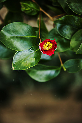 포토 JPG 주간 나무 꽃 여행 겨울 자연 한국 풍경 사람없음 야외 관광지 시골 전라남도 동백 국내여행 장흥 국내포토 자연요소 식물 계절 아시아 전라도 경상북도 생태계 파일형식