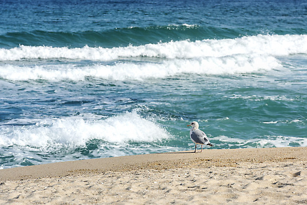 포토 JPG 주간 한마리 모래 파도 바다 여행 겨울 자연 갈매기 조류 한국 풍경 사람없음 야외 파란색 관광지 해수욕장 강원도 강릉 국내여행 사천해변 국내포토 자연요소 동물 1 계절 아시아 컬러 해변 생태계 파일형식