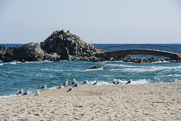 포토 JPG 주간 모래 파도 바다 여행 겨울 여러마리 자연 갈매기 조류 한국 풍경 사람없음 야외 파란색 관광지 바위 해수욕장 강원도 바위섬 강릉 국내여행 사천해변 국내포토 자연요소 동물 계절 아시아 컬러 섬 다수 해변 돌_바위 생태계 파일형식