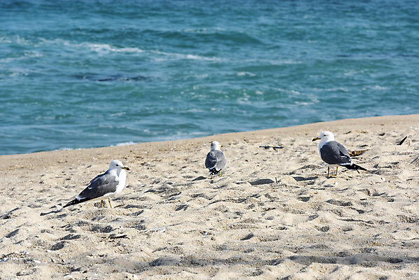 포토 JPG 주간 모래 바다 여행 겨울 여러마리 자연 갈매기 조류 한국 풍경 사람없음 야외 관광지 해수욕장 강원도 강릉 국내여행 사천해변 국내포토 자연요소 동물 계절 아시아 다수 해변 생태계 파일형식