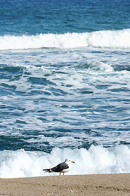 포토 JPG 주간 한마리 모래 파도 바다 여행 겨울 자연 갈매기 조류 한국 풍경 사람없음 야외 파란색 관광지 해수욕장 강원도 강릉 국내여행 사천해변 국내포토 자연요소 동물 1 계절 아시아 컬러 해변 생태계 파일형식