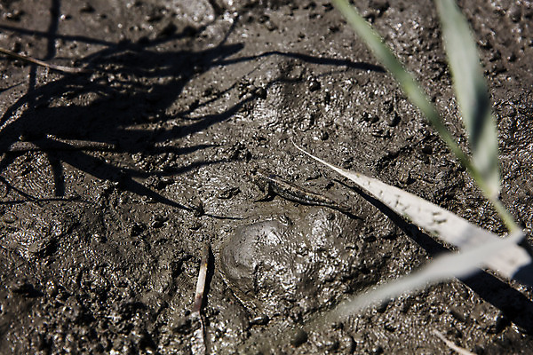 포토 JPG 주간 여행 자연 한국 풍경 근접촬영 사람없음 야외 관광지 습지 전라남도 갯벌 국내여행 순천 순천만 국내포토 자연요소 아시아 뷰포인트 전라도 생태계 파일형식