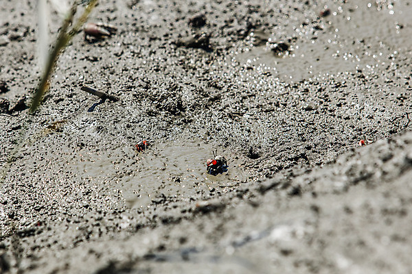 포토 JPG 주간 공원 여행 자연 한국 풍경 근접촬영 사람없음 야외 관광지 게 습지 전라남도 갯벌 국내여행 순천 순천만 국내포토 자연요소 공공시설 아시아 뷰포인트 갑각류 전라도 생태계 파일형식