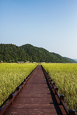 포토 JPG 주간 공원 여행 밭 자연 산 한국 풍경 사람없음 야외 관광지 산책로 전라남도 국내여행 순천 순천만 국내포토 자연요소 공공시설 아시아 길 농업 습지 전라도 생태계 파일형식