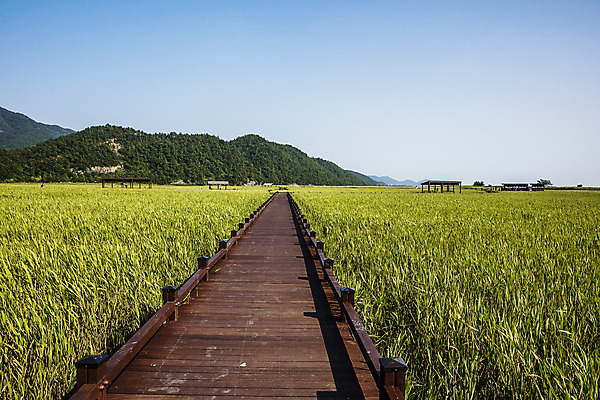 포토 JPG 주간 공원 여행 밭 자연 산 한국 풍경 사람없음 야외 관광지 산책로 전라남도 국내여행 순천 순천만 국내포토 자연요소 공공시설 아시아 길 농업 습지 전라도 생태계 파일형식