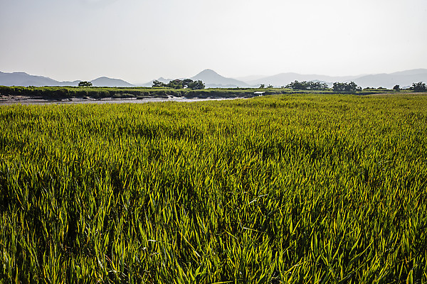 포토 JPG 주간 공원 여행 밭 자연 한국 풍경 사람없음 야외 관광지 전라남도 국내여행 순천 순천만 국내포토 자연요소 공공시설 아시아 농업 습지 전라도 생태계 파일형식