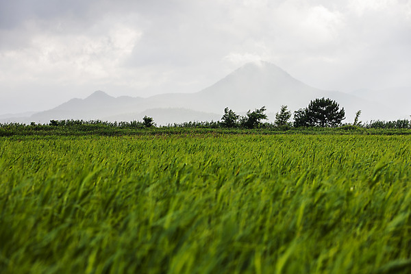 포토 JPG 주간 여행 자연 한국 풍경 사람없음 야외 관광지 전라남도 국내여행 순천 순천만 국내포토 자연요소 아시아 습지 전라도 생태계 파일형식