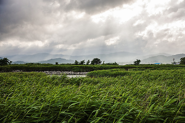 포토 JPG 주간 여행 밭 자연 한국 풍경 사람없음 야외 관광지 빛 전라남도 국내여행 순천 순천만 국내포토 자연요소 아시아 농업 습지 전라도 생태계 파일형식