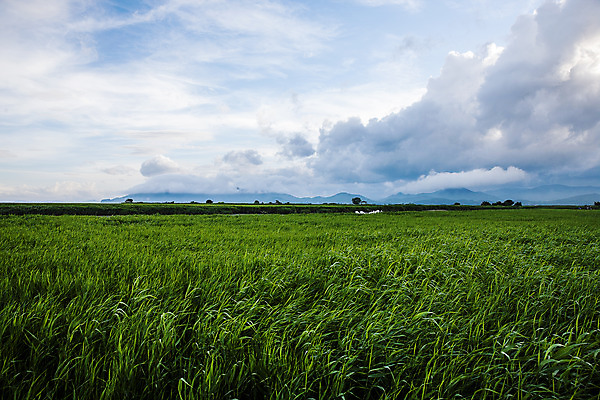 포토 JPG 주간 구름 여행 밭 자연 하늘 한국 풍경 사람없음 야외 관광지 전라남도 국내여행 순천 순천만 국내포토 자연요소 아시아 농업 습지 전라도 생태계 파일형식