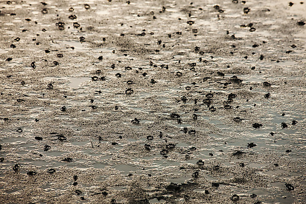 포토 JPG 주간 바다 여행 자연 한국 풍경 사람없음 야외 관광지 게 습지 전라남도 갯벌 국내여행 순천 순천만 국내포토 자연요소 아시아 갑각류 전라도 생태계 파일형식