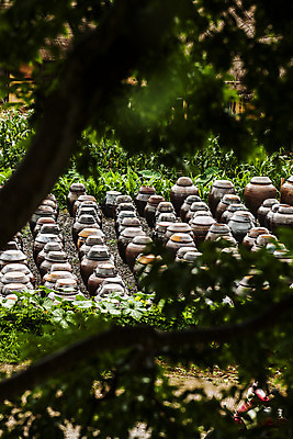 포토 JPG 주간 나무 여행 자연 한국 풍경 사람없음 야외 관광지 항아리 전라남도 일렬 국내여행 순천 순천만 국내포토 자연요소 식물 아시아 도자기 습지 전라도 생태계 파일형식