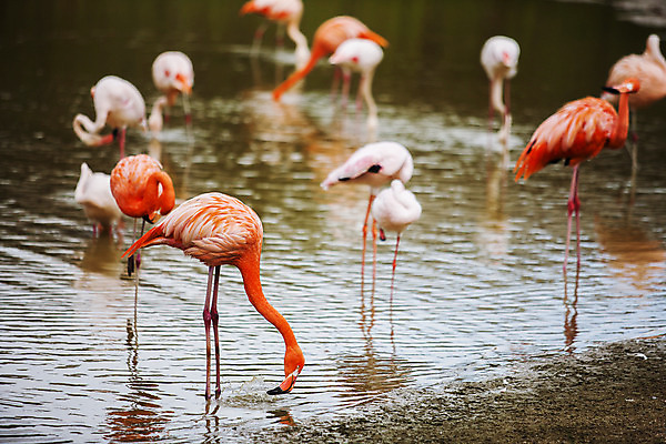 포토 JPG 주간 여행 여러마리 자연 한국 풍경 사람없음 야외 물 관광지 전라남도 플라밍고 국내여행 순천 순천만 국내포토 자연요소 아시아 다수 조류 습지 전라도 생태계 파일형식