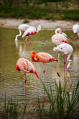 포토 JPG 주간 여행 자연 한국 풍경 사람없음 야외 물 관광지 풀 전라남도 플라밍고 국내여행 순천 순천만 국내포토 자연요소 식물 아시아 조류 습지 전라도 생태계 파일형식