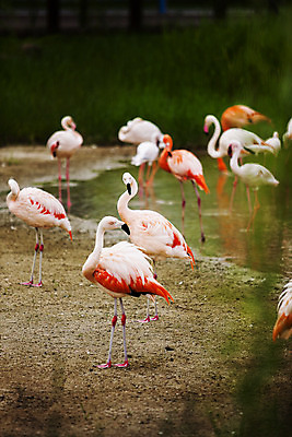 포토 JPG 주간 여행 여러마리 자연 한국 풍경 사람없음 야외 관광지 전라남도 플라밍고 국내여행 순천 순천만 국내포토 자연요소 아시아 다수 조류 습지 전라도 생태계 파일형식