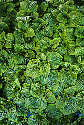 포토 JPG 채소 사람없음 하이앵글 충청남도 특산물 금산 플랫레이 금산깻잎 국내포토 뷰포인트 플랫 깻잎 충청도 파일형식