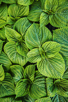 포토 JPG 채소 근접촬영 사람없음 하이앵글 충청남도 특산물 금산 플랫레이 금산깻잎 국내포토 뷰포인트 플랫 깻잎 충청도 파일형식