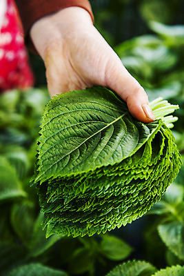 포토 JPG 손 채소 들기 아웃포커스 신체부위 충청남도 특산물 금산 금산깻잎 국내포토 모션 촬영기법 사람 깻잎 충청도 파일형식