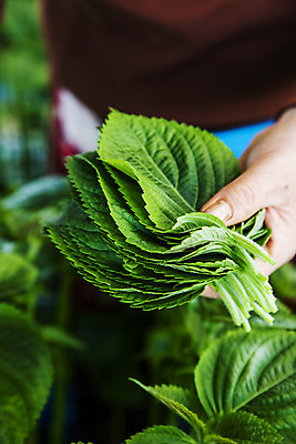 포토 JPG 손 채소 들기 신체부위 충청남도 특산물 금산 금산깻잎 국내포토 모션 사람 깻잎 충청도 파일형식