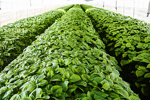 포토 JPG 채소 사람없음 농작물 농사 충청남도 특산물 금산 금산깻잎 국내포토 농업 깻잎 충청도 파일형식