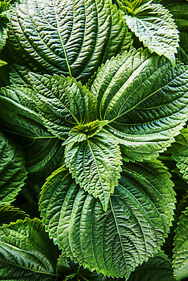 포토 JPG 채소 근접촬영 사람없음 하이앵글 충청남도 특산물 금산 플랫레이 금산깻잎 국내포토 뷰포인트 플랫 깻잎 충청도 파일형식