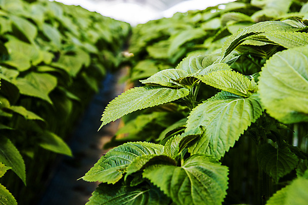 포토 JPG 채소 사람없음 농작물 농사 충청남도 특산물 금산 금산깻잎 국내포토 농업 깻잎 충청도 파일형식
