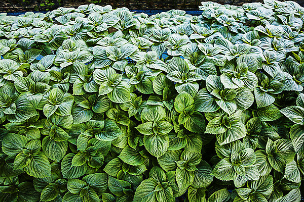 포토 JPG 채소 사람없음 농작물 농사 충청남도 특산물 금산 금산깻잎 국내포토 농업 깻잎 충청도 파일형식