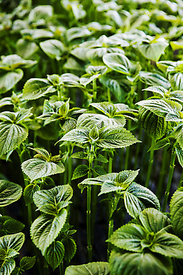 포토 JPG 채소 근접촬영 사람없음 아웃포커스 농작물 농사 충청남도 특산물 금산 금산깻잎 국내포토 뷰포인트 농업 촬영기법 깻잎 충청도 파일형식