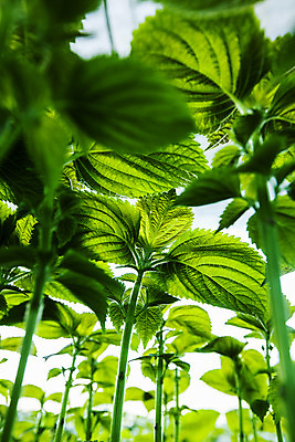 포토 JPG 채소 사람없음 아웃포커스 농작물 농사 충청남도 특산물 금산 금산깻잎 국내포토 농업 촬영기법 깻잎 충청도 파일형식