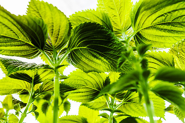 포토 JPG 채소 사람없음 아웃포커스 충청남도 특산물 금산 금산깻잎 국내포토 촬영기법 깻잎 충청도 파일형식