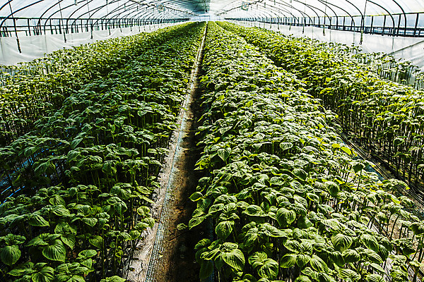 포토 JPG 채소 사람없음 농작물 농사 충청남도 특산물 금산 금산깻잎 국내포토 농업 깻잎 충청도 파일형식