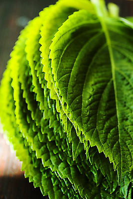 포토 JPG 채소 근접촬영 사람없음 아웃포커스 충청남도 금산 금산깻잎 국내포토 뷰포인트 촬영기법 특산물 깻잎 충청도 파일형식