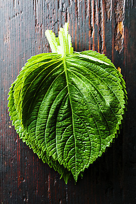 포토 JPG 채소 근접촬영 사람없음 하이앵글 충청남도 금산 플랫레이 나무배경 금산깻잎 국내포토 뷰포인트 백그라운드 플랫 특산물 깻잎 충청도 파일형식