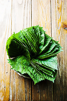 포토 JPG 채소 사람없음 하이앵글 충청남도 금산 나무배경 금산깻잎 국내포토 뷰포인트 백그라운드 특산물 깻잎 충청도 파일형식