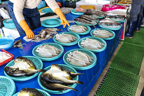 포토 JPG 손 여행 어류 상반신 성인 야외 신체부위 항구 전시 가리킴 다리 해산물 강원도 고무장갑 강릉 어시장 주문진 성인만 국내포토 장갑 교통시설 한국 사람 손짓 수중동물 시장 해수욕장 고무 파일형식