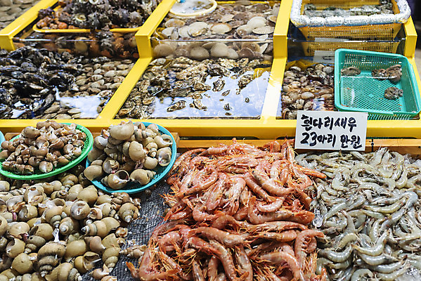 포토 JPG 바다 여행 새우 어류 사람없음 야외 항구 전시 소라 수조 해산물 강원도 강릉 어시장 주문진 국내포토 교통시설 어패류 한국 갑각류 수중동물 시장 해수욕장 파일형식