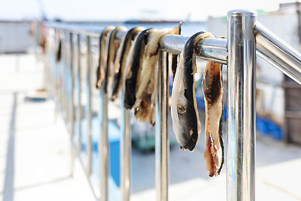 포토 JPG 주간 여행 겨울 어류 사람없음 야외 항구 강원도 강릉 어시장 주문진 국내포토 자연요소 계절 교통시설 한국 수중동물 시장 해수욕장 파일형식